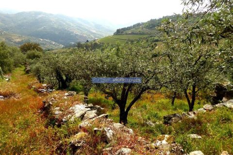 Terra a Sabrosa, Vila Real, Sabrosa - € 99.000 | Ref: 9267_T - foto 6
