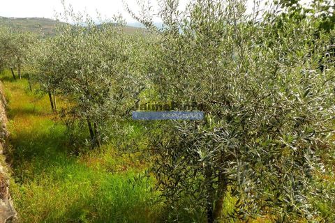 Terra a Sabrosa, Vila Real, Sabrosa - € 99.000 | Ref: 9267_T - foto 7