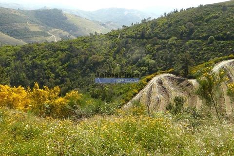 Terra a Sabrosa, Vila Real, Sabrosa - € 58.000 | Ref: 9266_T - foto 2