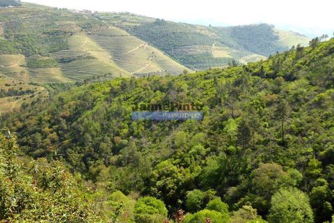 Terra a Sabrosa, Vila Real, Sabrosa - € 58.000 | Ref: 9266_T - foto 3