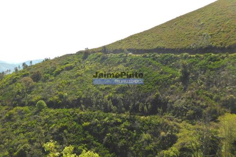 Terra a Sabrosa, Vila Real, Sabrosa - € 58.000 | Ref: 9266_T - foto 4