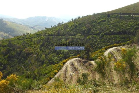 Terra a Sabrosa, Vila Real, Sabrosa - € 58.000 | Ref: 9266_T - foto 7
