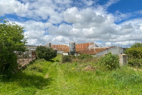 Farm i Carvalhal, Leiria, Carvalhal - € 725.000 | Ref: 3226 - foto 34