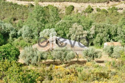 Terra a Cambas, Castelo Branco, Cambas - € 45.000 | Ref: 3664 - foto 3