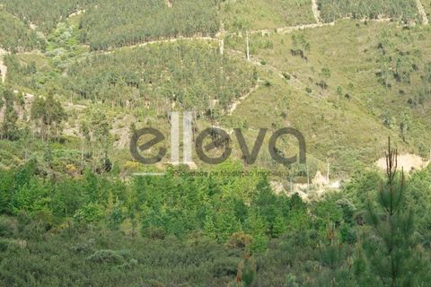 Terra a Cambas, Castelo Branco, Cambas - € 45.000 | Ref: 3664 - foto 6