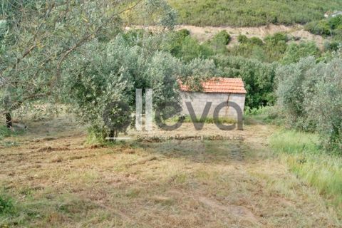 Terra a Cambas, Castelo Branco, Cambas - € 45.000 | Ref: 3664 - foto 16