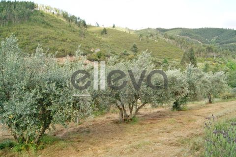 Terra a Cambas, Castelo Branco, Cambas - € 45.000 | Ref: 3664 - foto 17