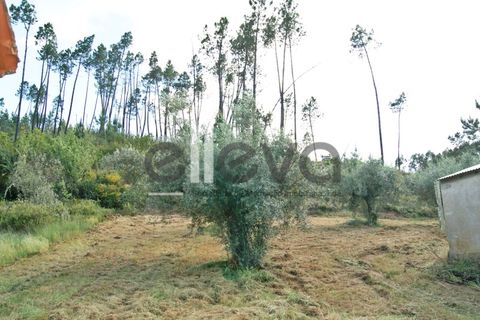 Terra a Cambas, Castelo Branco, Cambas - € 45.000 | Ref: 3664 - foto 23