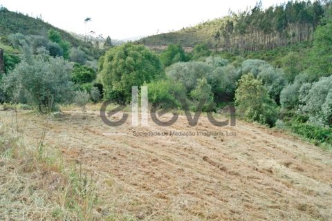 Terra a Cambas, Castelo Branco, Cambas - € 45.000 | Ref: 3664 - foto 24