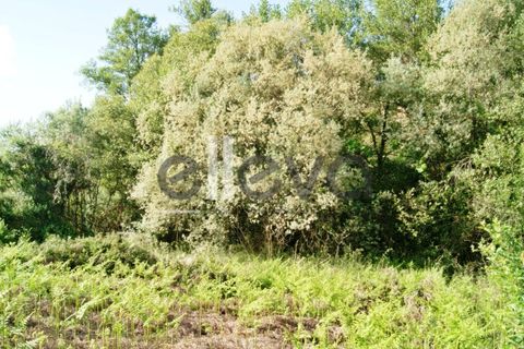 Terra a Cambas, Castelo Branco, Cambas - € 45.000 | Ref: 3664 - foto 27