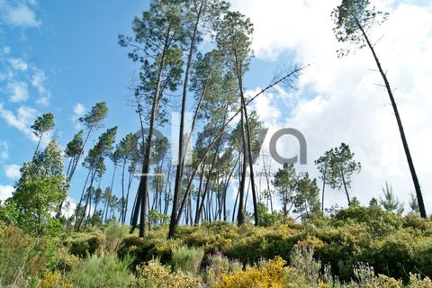 Terra a Cambas, Castelo Branco, Cambas - € 45.000 | Ref: 3664 - foto 36