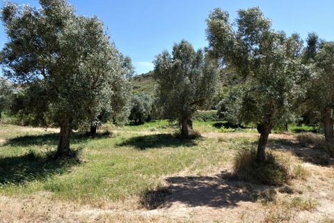 Finca i Caspe, Zaragoza, Caspe - € 43.000 | Ref: 0914 - foto 17