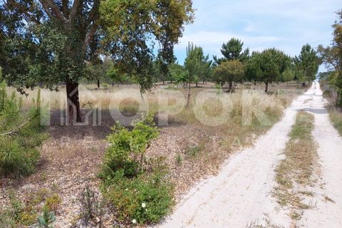 Grond in Santo Andre, Setubal, Santo Andre - € 625.000 | Ref: TER-49 - foto 37