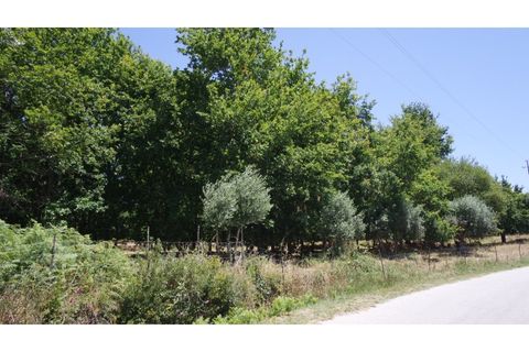 Helårsgrund i Tabua, Coimbra, Tabua - € 150.000 | Ref: TÁBUA - SINDE - foto 4