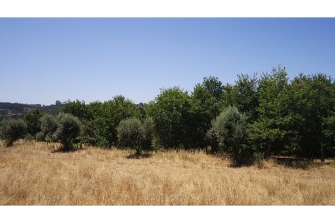 Helårsgrund i Tabua, Coimbra, Tabua - € 150.000 | Ref: TÁBUA - SINDE - foto 12