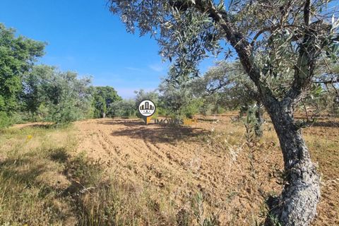Helårsgrund i Castelo Branco, Castelo Branco, Castelo Branco - € 39.000 | Ref: 2574 - foto 6