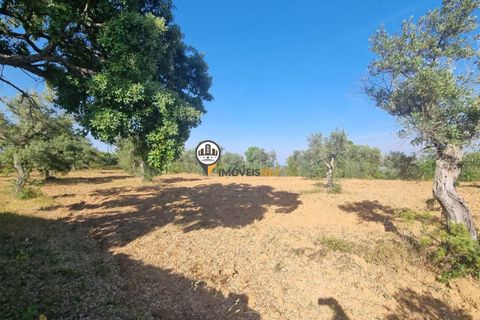 Helårsgrund i Castelo Branco, Castelo Branco, Castelo Branco - € 39.000 | Ref: 2574 - foto 7