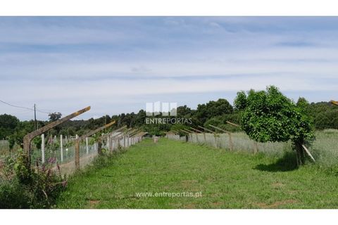 Helårsgrund i Caminha, Viana do Castelo, Caminha - € 45.500 | Ref: C02658 - foto 14
