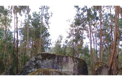 Helårsgrund i Penafiel, Porto, Penafiel - € 9.000 | Ref: MC09519 - foto 3