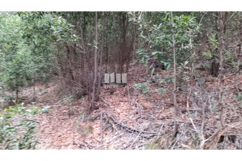 Helårsgrund i Penafiel, Porto, Penafiel - € 17.500 | Ref: MC09520 - foto 5