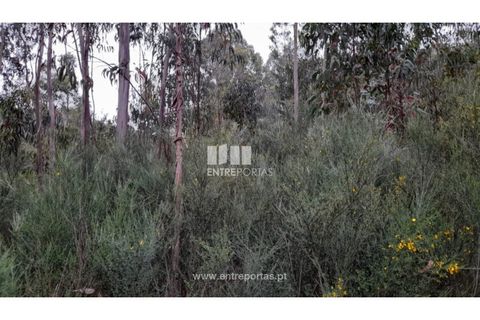 Helårsgrund i Penafiel, Porto, Penafiel - € 17.500 | Ref: MC09520 - foto 6