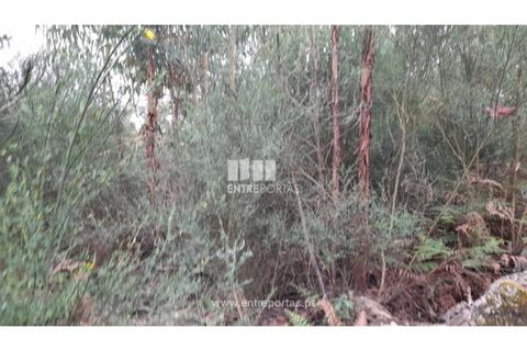 Helårsgrund i Penafiel, Porto, Penafiel - € 17.500 | Ref: MC09520 - foto 7