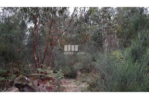 Helårsgrund i Penafiel, Porto, Penafiel - € 17.500 | Ref: MC09520 - foto 10