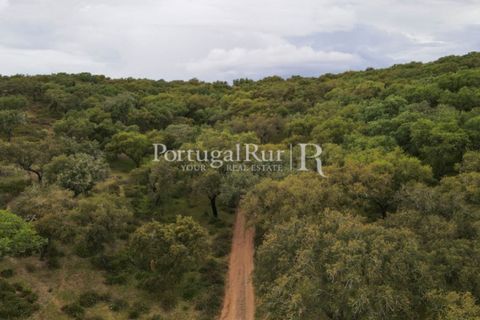 Landejendom i Borba, Evora, Borba - € 2.000.000 | Ref: 809-3 - foto 7