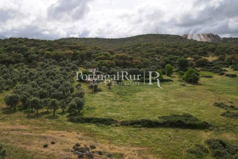 Landejendom i Borba, Evora, Borba - € 2.000.000 | Ref: 809-3 - foto 11