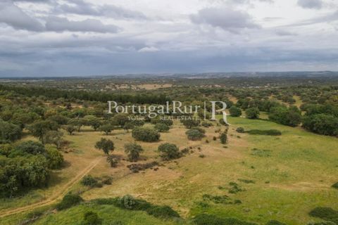 Landejendom i Borba, Evora, Borba - € 2.000.000 | Ref: 809-3 - foto 13