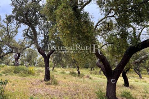 Landejendom i Borba, Evora, Borba - € 2.000.000 | Ref: 809-3 - foto 3