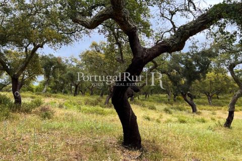 Landejendom i Borba, Evora, Borba - € 2.000.000 | Ref: 809-3 - foto 15