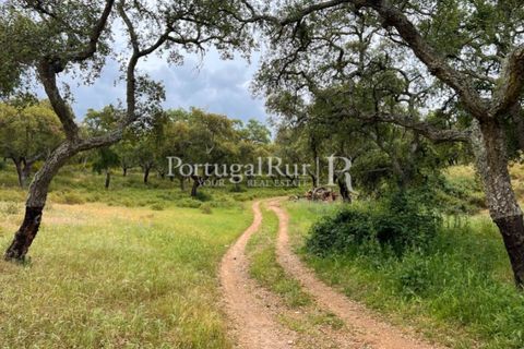 Landejendom i Borba, Evora, Borba - € 2.000.000 | Ref: 809-3 - foto 16