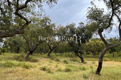 Landejendom i Borba, Evora, Borba - € 2.000.000 | Ref: 809-3 - foto 17