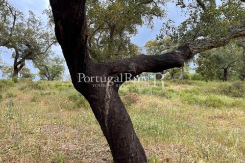 Landejendom i Borba, Evora, Borba - € 2.000.000 | Ref: 809-3 - foto 18