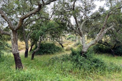 Landejendom i Borba, Evora, Borba - € 2.000.000 | Ref: 809-3 - foto 1