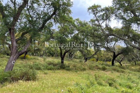 Landejendom i Borba, Evora, Borba - € 2.000.000 | Ref: 809-3 - foto 20