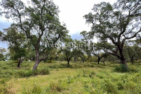 Landejendom i Borba, Evora, Borba - € 2.000.000 | Ref: 809-3 - foto 21