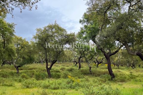Landejendom i Borba, Evora, Borba - € 2.000.000 | Ref: 809-3 - foto 22