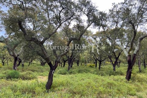 Landejendom i Borba, Evora, Borba - € 2.000.000 | Ref: 809-3 - foto 23
