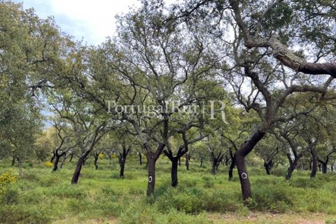Landejendom i Borba, Evora, Borba - € 2.000.000 | Ref: 809-3 - foto 24