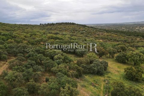 Landejendom i Borba, Evora, Borba - € 2.000.000 | Ref: 809-3 - foto 30