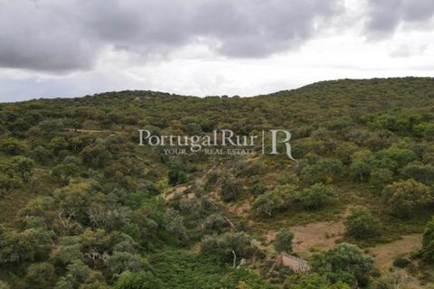 Landejendom i Borba, Evora, Borba - € 2.000.000 | Ref: 809-3 - foto 33