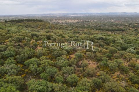 Landejendom i Borba, Evora, Borba - € 2.000.000 | Ref: 809-3 - foto 35