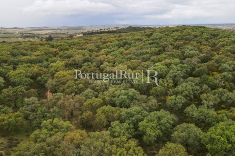 Landejendom i Borba, Evora, Borba - € 2.000.000 | Ref: 809-3 - foto 36