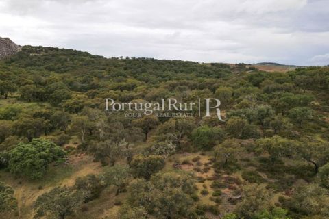 Landejendom i Borba, Evora, Borba - € 2.000.000 | Ref: 809-3 - foto 37