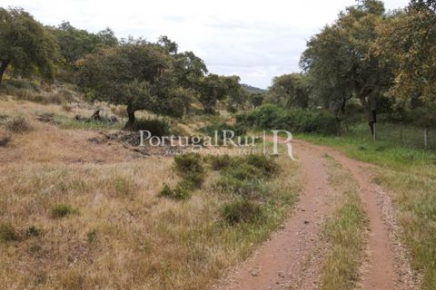 Landejendom i Borba, Evora, Borba - € 2.000.000 | Ref: 809-3 - foto 38