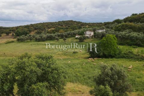 Landejendom i Borba, Evora, Borba - € 2.000.000 | Ref: 809-3 - foto 41