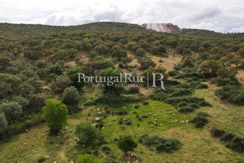 Landejendom i Borba, Evora, Borba - € 2.000.000 | Ref: 809-3 - foto 42