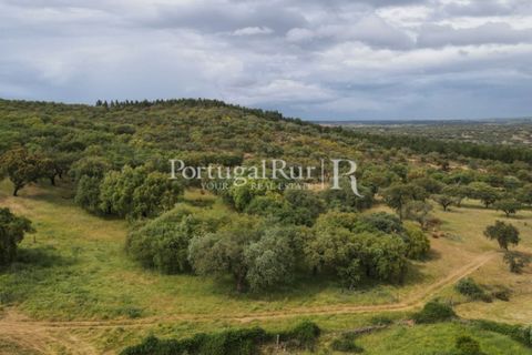 Landejendom i Borba, Evora, Borba - € 2.000.000 | Ref: 809-3 - foto 43